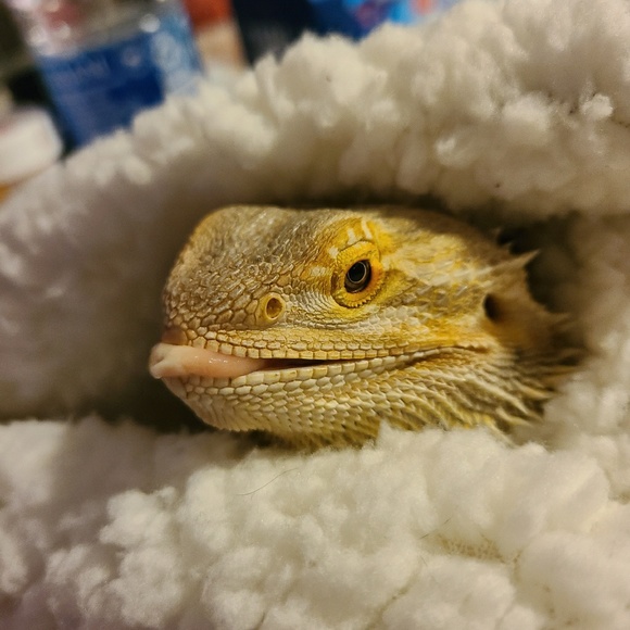 Meet your Posher, Dakota - Picture 1 of 1